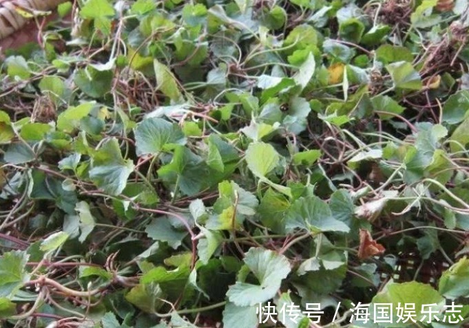 肝炎|农村茅厕边的杂草,人称“崩大碗”,却是民间治“肝炎”的良药!