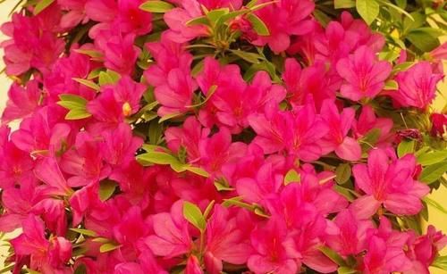 怎样给杜鹃花换掉旧土？