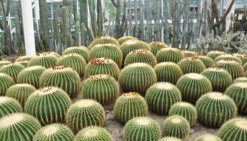  花友|养了15年的金琥，长到1米宽，花友说给钱也不卖