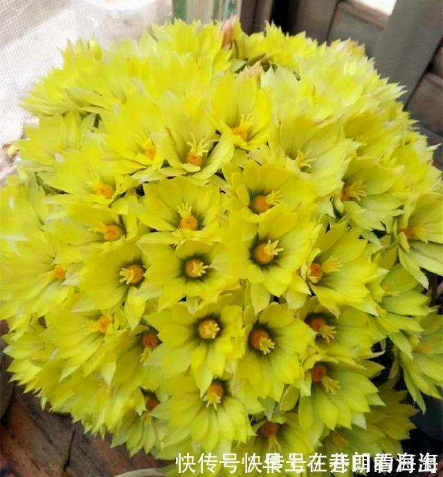 天冷|天冷了，15种漂亮花喜欢“大太阳”，多晒长得壮，花更多