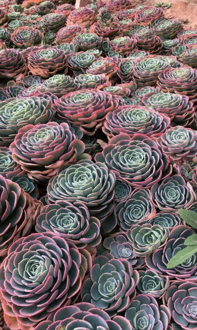 别人的玉蝶种在泥巴里简直太美了!为何你的玉蝶年年养年年死?