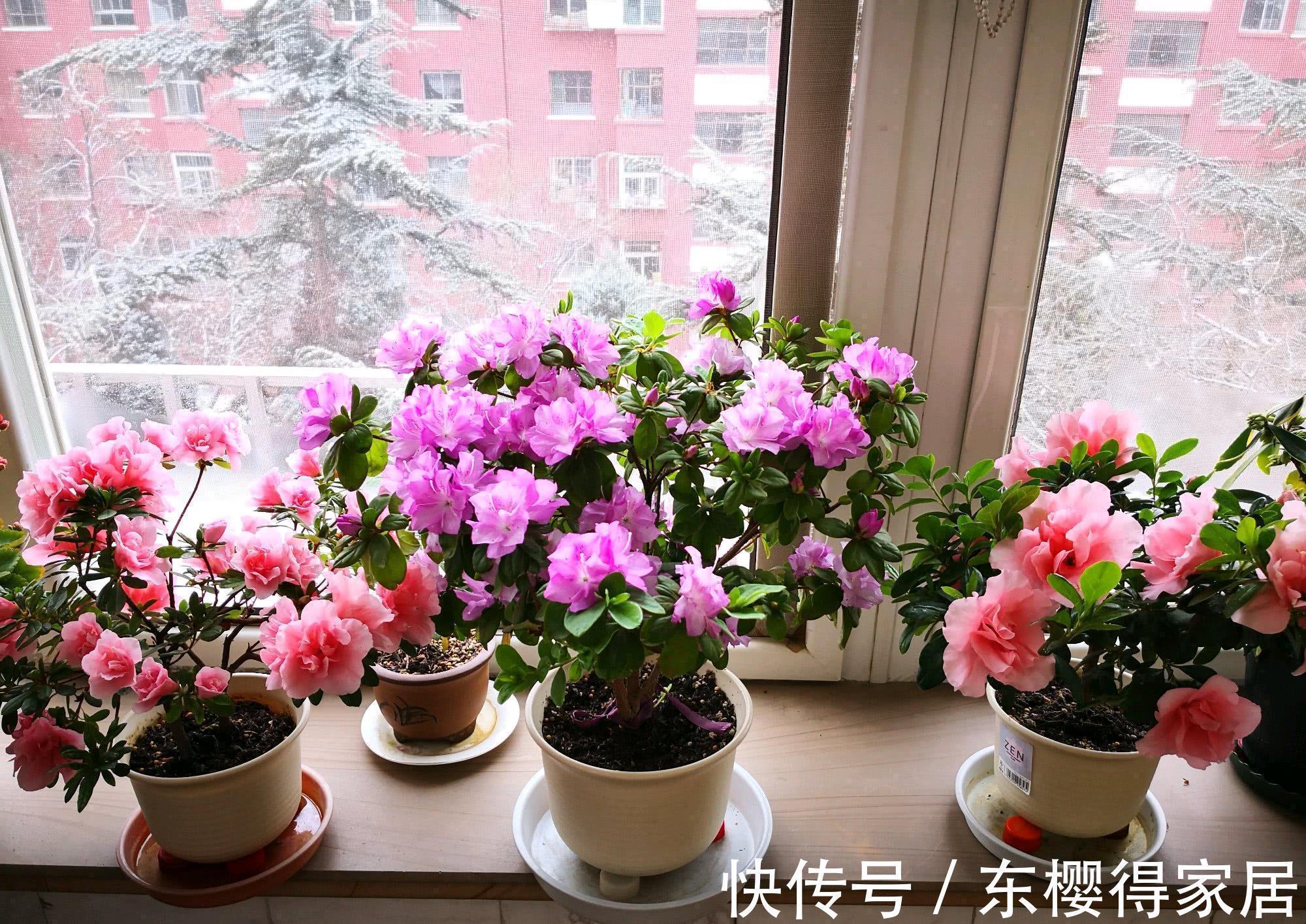 公认“难养”的3种花,没有五六年的养花经验,建议别入手