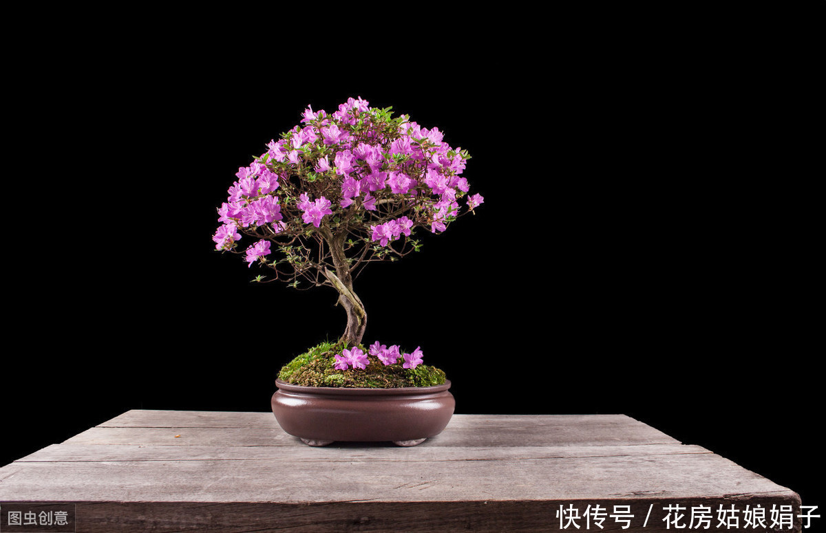 窗台上的一盆杜鹃花,每年很简单的养护,却能年年见花不见叶