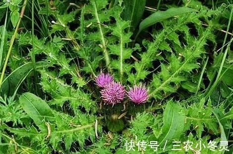 小蓟|农村浑身是刺的野草,人们避之不及,城里8元一斤是上好野菜