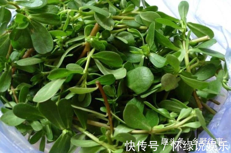 田间|在农村田间,如果遇到这种野草,赶紧拔回家吧,味道好极了!