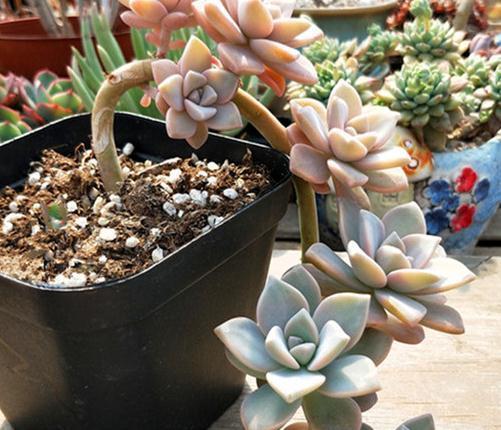 多肉徒长怎么办,教你一招变老桩