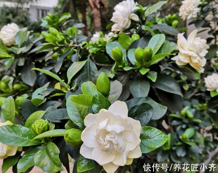 秋季|如果想要栀子花明年开花，秋季做好“5不1对”，春季花开满枝头