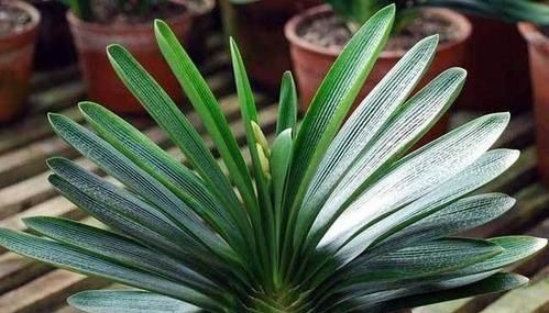 最厉害的养花营养液给君子兰喝一勺，叶片肥绿，秋凉早开花