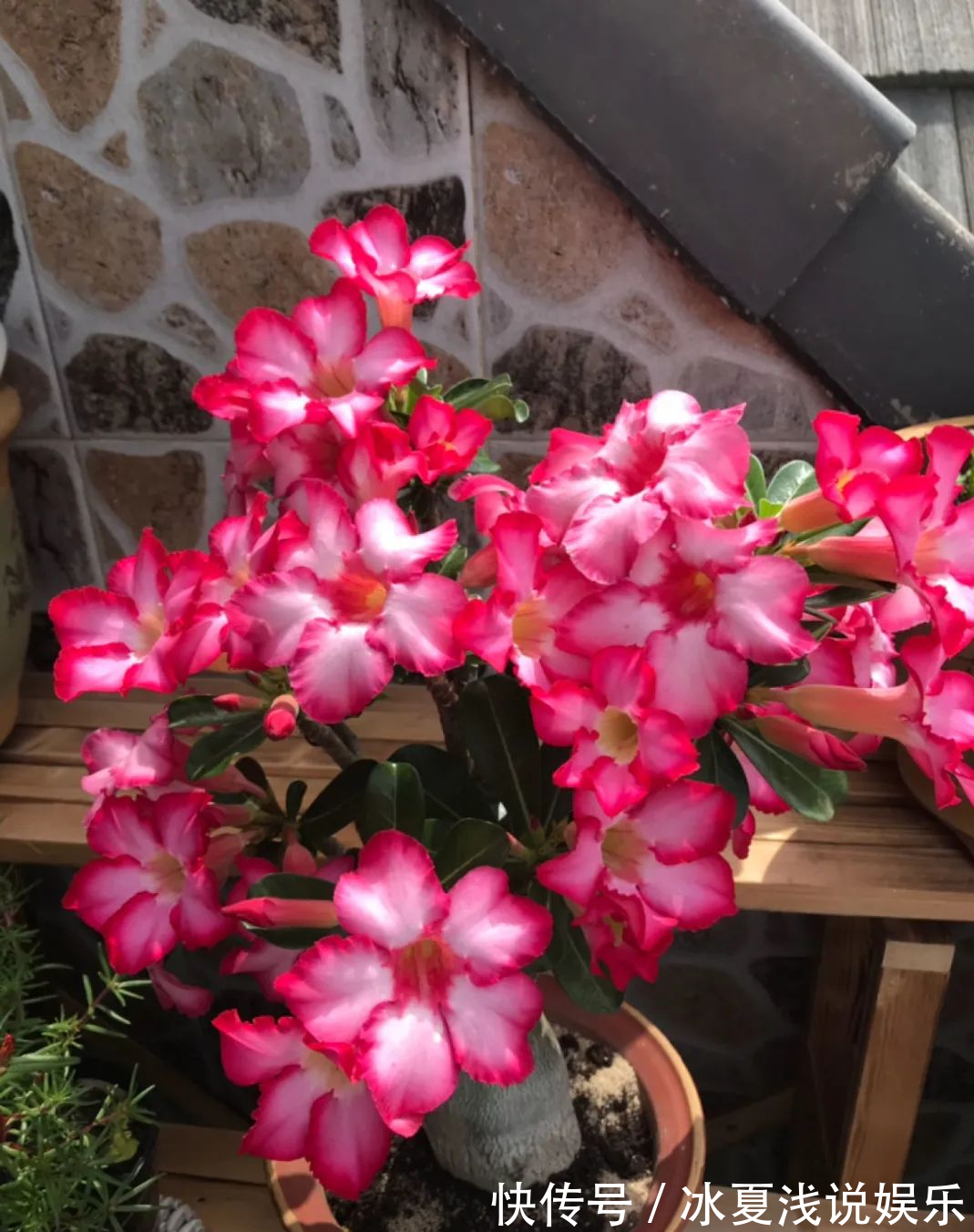 怕水多的“11种花”,家里若有管住手,养不好都是因为太勤了