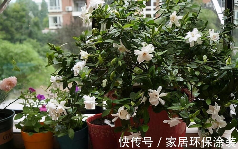 夏天|7种漂亮花,自带“体香”,阳台养一盆,家里就像喷香水
