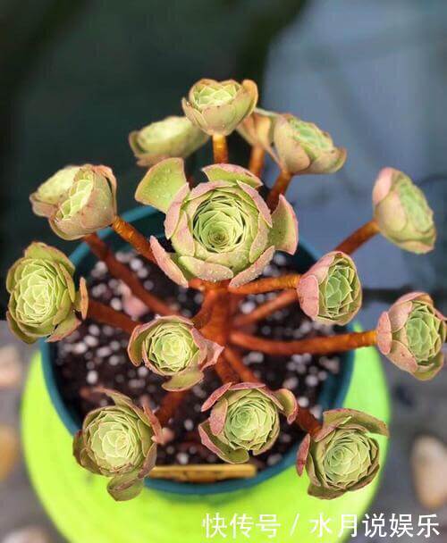 休眠期|7月,多肉到了休眠期,注意“2件事”,秋季变得越来越美,状态佳