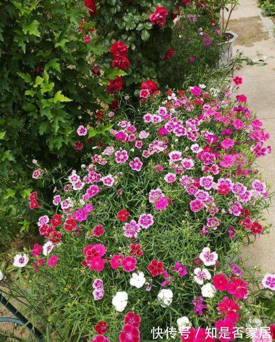 长春花|6种“小草花”,满院子疯长开花,不怕高温,不怕脚踏,折腾不死