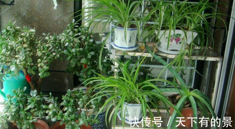 聪明人|7、8月盆栽养花,聪明人都不干这3件事