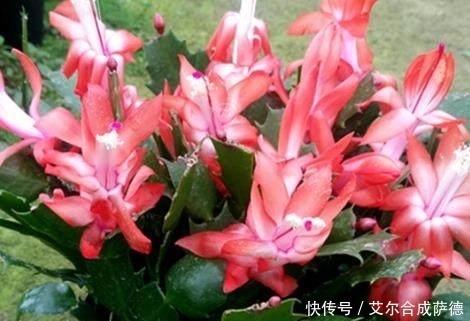 这么给蟹爪兰浇水,蟹爪兰不但没死,还越长越好,真是神奇