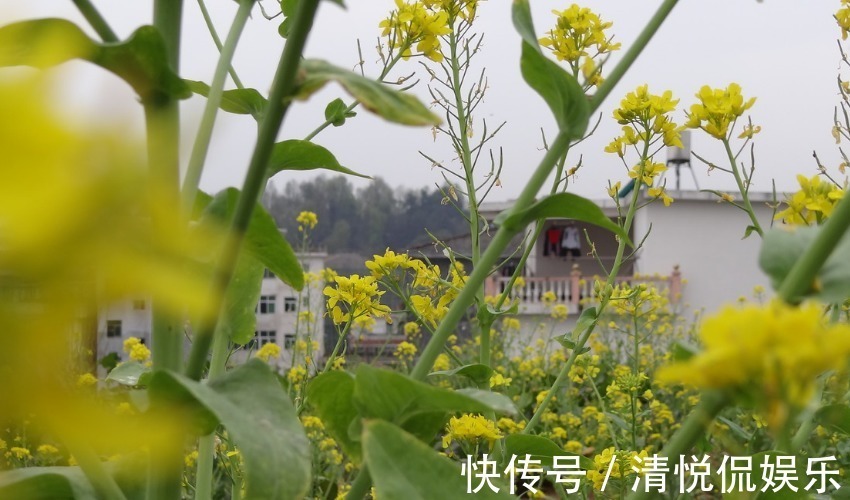 生肖|最依赖妻子的四大生肖男，婚后对妻子非常好，一刻也离不开妻子