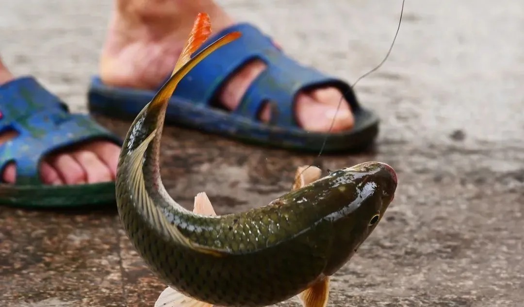 冬天钓鱼打窝有讲究？掌握这三个技巧，分分钟钓上大板鲫！