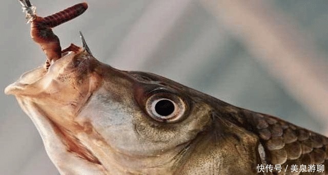 桂花|鲫鱼鲤鱼不咬钩只要在饵料中加点它,压根不担心没鱼上钩