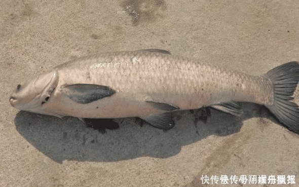 大块头|嘴含宝石是四大家鱼之首,因野蛮生长沦为“废柴”,如今很少人养