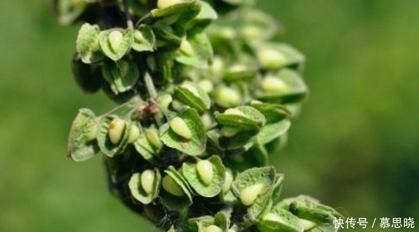 良药|农村这种野草随处可见,是治疗便秘的良药,大多数人见过却不认识