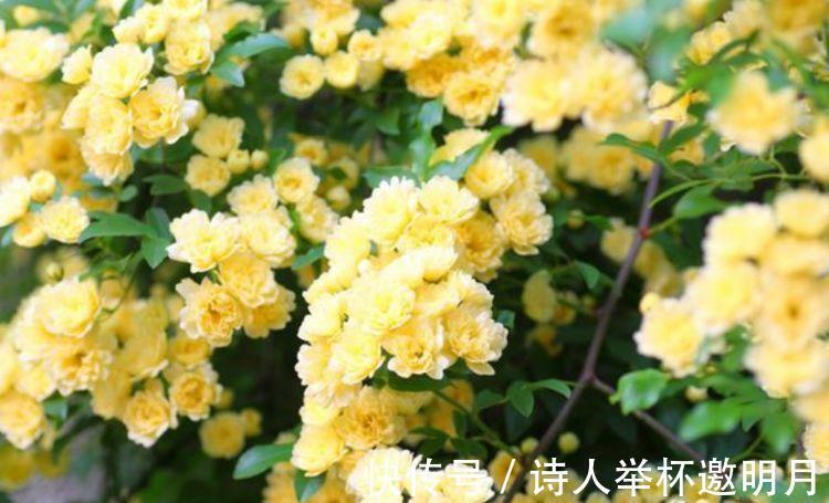 养花就养这几款,全年开花不停,爆盆美如花,枝头窜满花苞