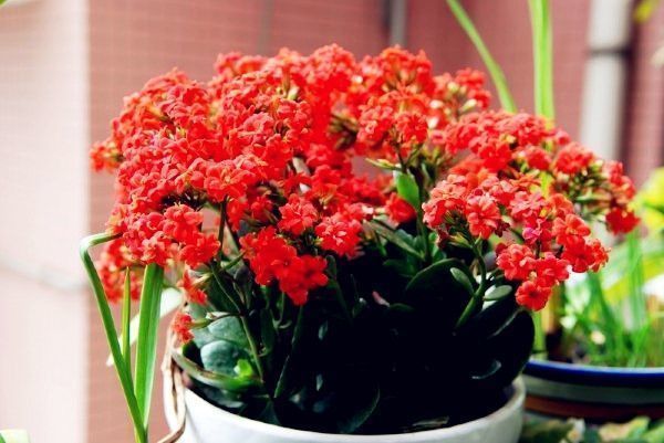 虎刺梅虎刺梅|几种花,养在阳台美爆了,一开就是几百天,新手也能轻松养得活!