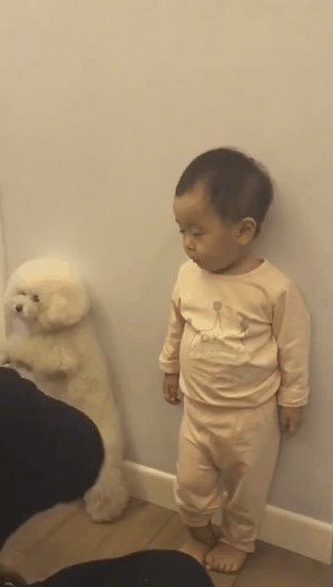 泰迪|宝宝和泰迪一起罚站,爸爸用拖鞋打泰迪,宝宝哭着指爸爸不能打
