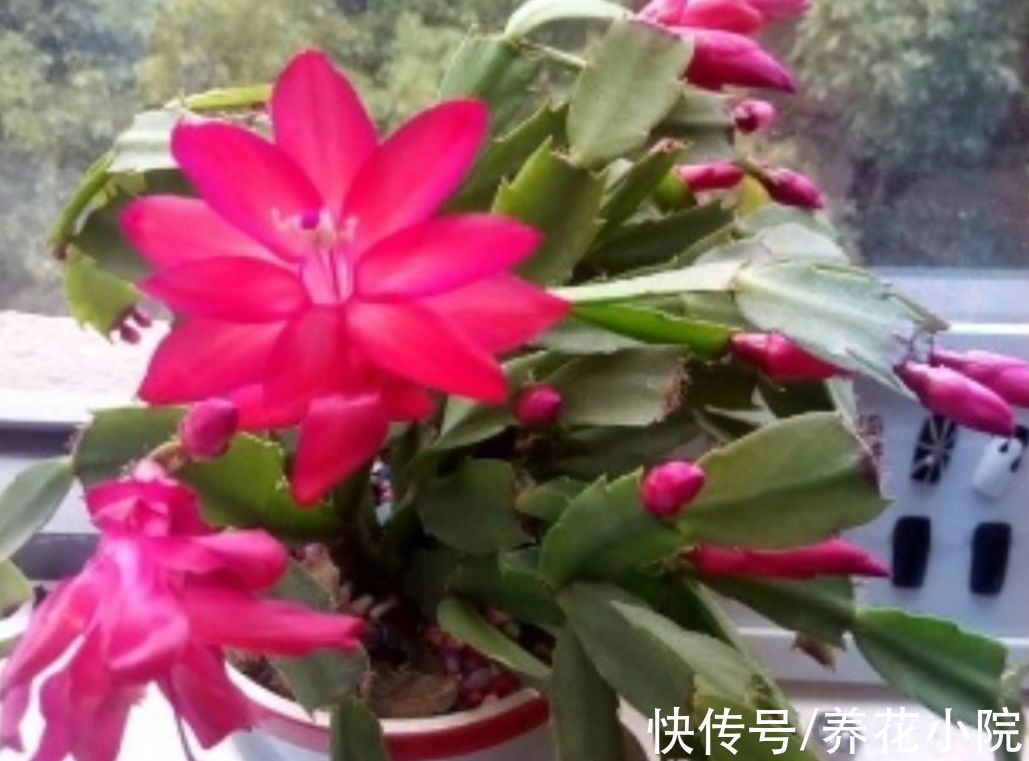 11月养蟹爪兰,给它补上“1种肥”,花苞长得多而又饱满
