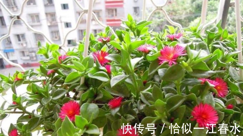腐叶土|阳台养此款花，胜过月季，一年四季开花不断，新手也能养好