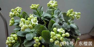 光照|避免长寿花叶子下垂,变软,枯黄,此样做就万无一失