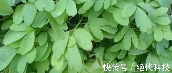 夏紫|有一味不被重视的中药,一粒金丹,能祛风除湿、活血通络