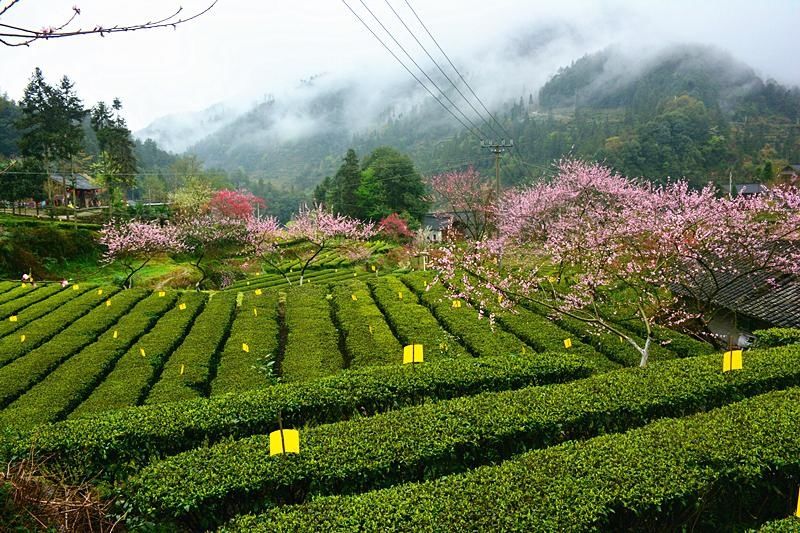 |盛家坝：桃花明媚暖二官