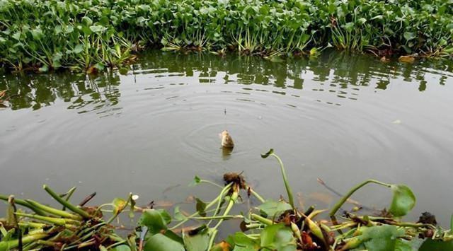 钓位|某些钓鱼人,请你自觉点,这些不齿之事难登大雅之堂,别再丢脸了
