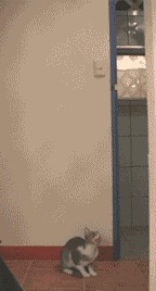 |搞笑GIF：妹子这是什么裙子呢，能上能下真是绝了啊