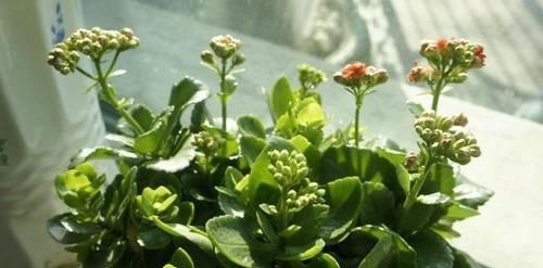 矿泉水瓶|养花:用这些“神奇水”浇灌,盆栽开花变多、叶片绿如冒油