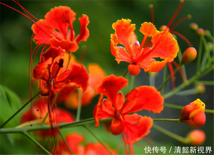 栖息|此花就像是停留在树梢上栖息的凤凰一样，红色的花朵就像是火焰