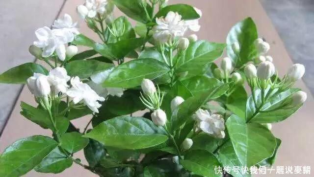 诀窍|养茉莉花,只用了一个小诀窍,花开的又多又香,太赞了