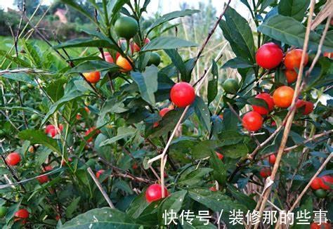 养花试试这几款,花姿丰盈,端庄高雅,是我国传统名花