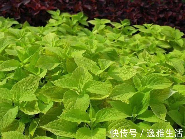 血糖|糖尿病者,身体出现4种表现,或是尿毒症“找上门”,莫忽视