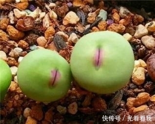 多肉界的性感之星——小红嘴，口吐小花萌到爆