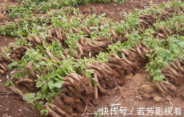 葛粉|一株重达上百斤,曾是荒年“充饥粮”,如今80元1斤却陷种植陷阱