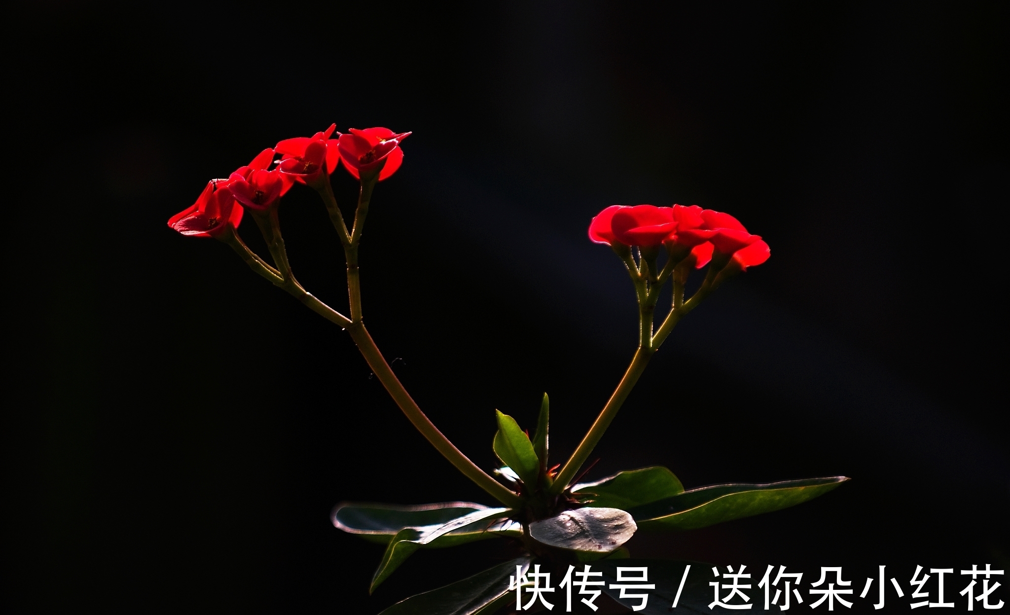 花草在精不在多！秋冬备齐这“3种”，每天都能有花欣赏