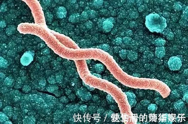 小程|远离胃炎、胃溃疡,先从清除厨房的幽门螺旋杆菌开始!