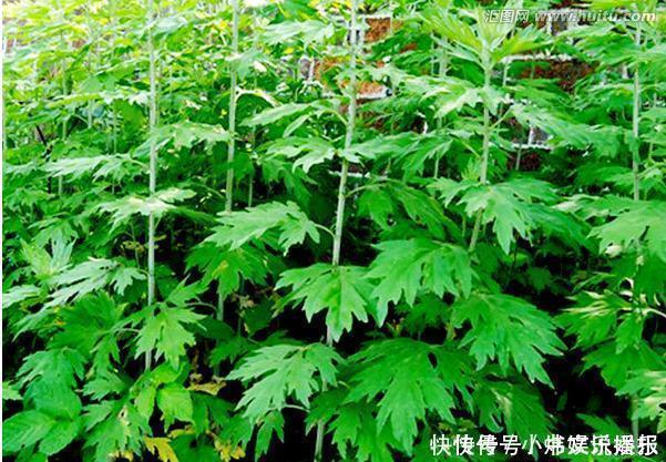 净化|7种“有益花”，养在家里身体好，清新空气病菌少，你家还没养