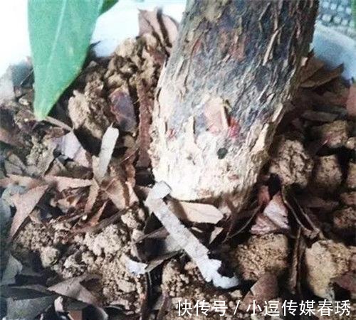 橘子皮|5种自制花肥方法, 效果好还无异味, 家里人再也不嫌臭