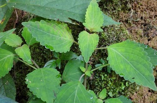 农村一种野草，人称“肝之草”，价值珍贵，是民间治“肝炎”良方