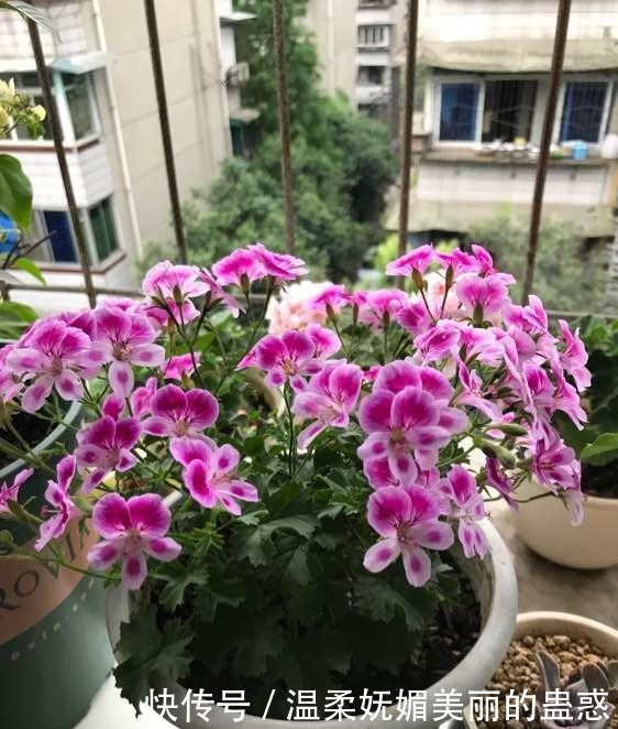 家养这些盆栽,不用费心思,花朵鲜艳妖艳,开花轻松挤爆盆,超赞