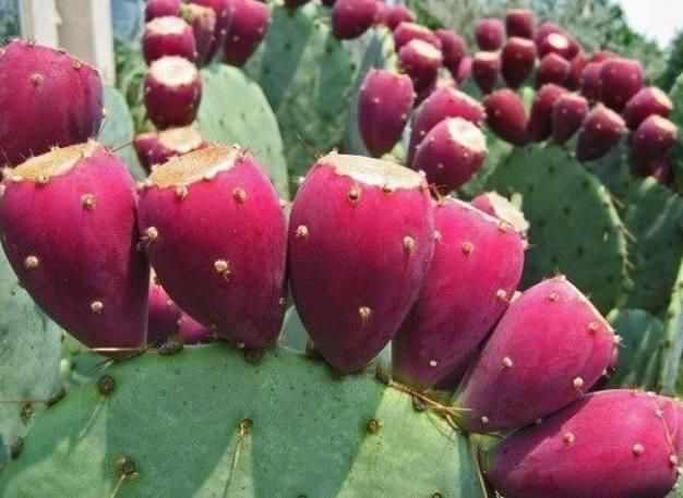 中国无人问津的水果,2元一斤卖不出去,国外80元一斤被疯狂抢购