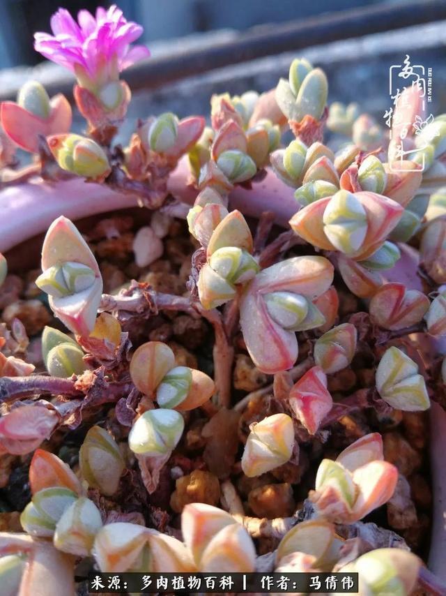 养多肉如同种下希望,因为美丽总在下一个季节!