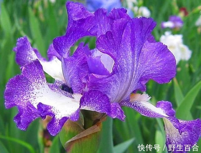 聪明人都养几种花,净化空气,不花1分钱,空气变清新