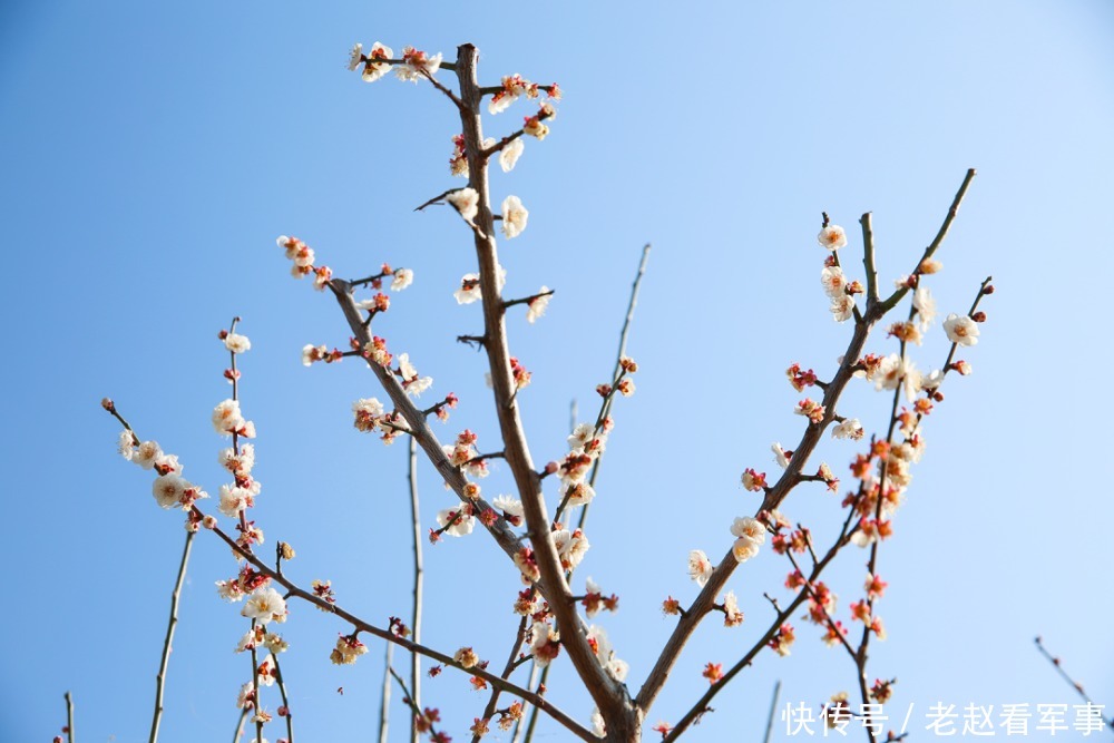 赏景啦!新年添喜色,西昌湿地公园梅花绽放